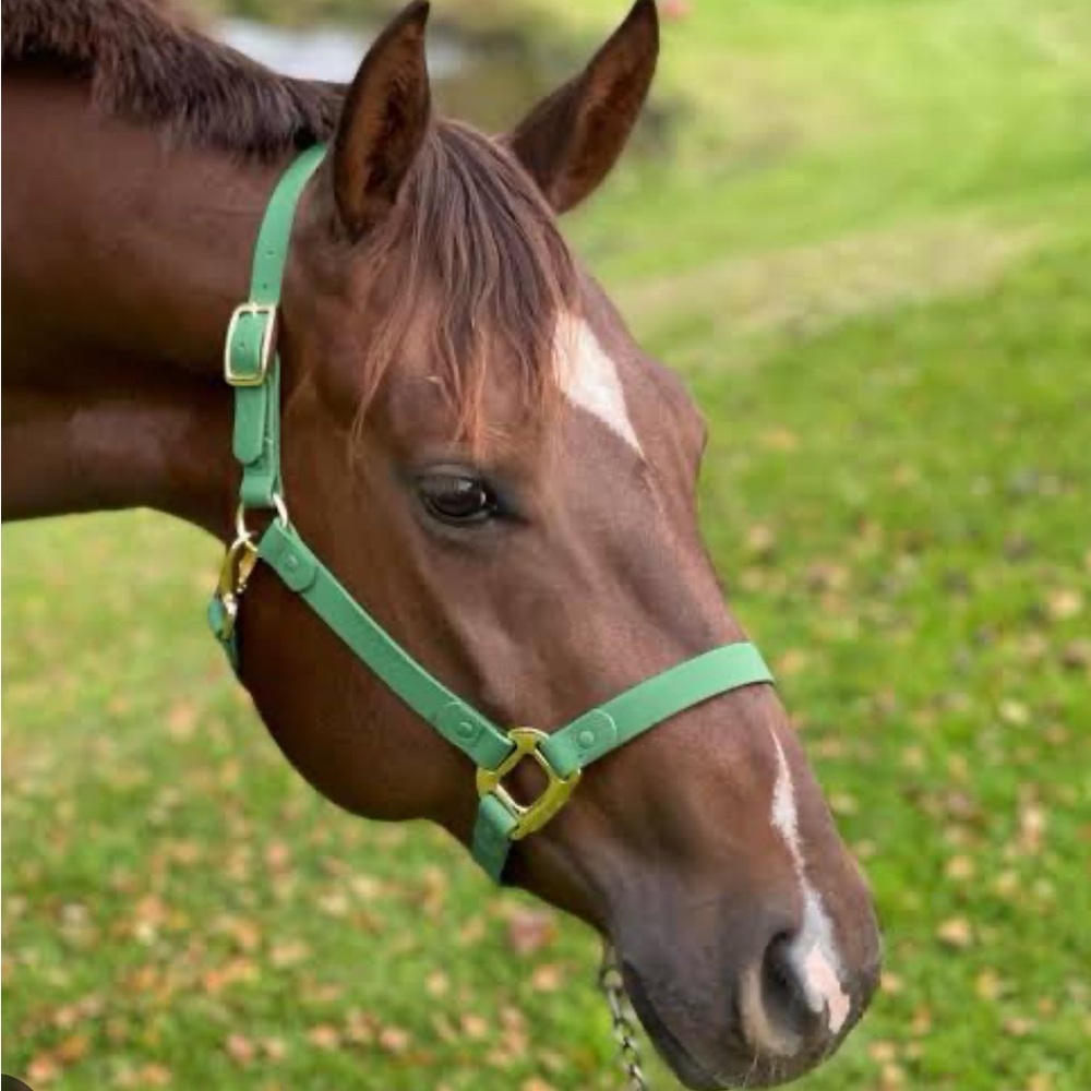 iDoggos Waterproof Horse Halter
FULL - Picture 2 of 6